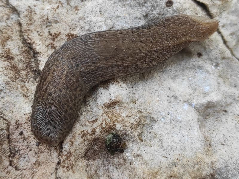 Limax maximus?